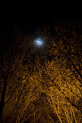 【写真】木々の間から覗く月EOS5Dバージョン