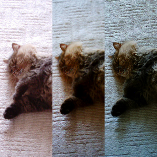 【写真】ミニデジとVQ1005、VQ3007で撮影した猫の写真を横に並べたもの。