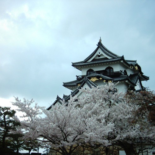 【画像】前景に桜を配した国宝彦根城の天守閣をミニデジで撮影