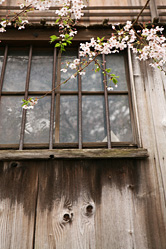 【画像】近江八幡町並み散策写真ギャラリー17〜八幡堀沿いの桜と窓