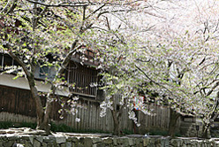 【画像】八幡伝統的建造物群保存地区 八幡堀写真ギャラリー13