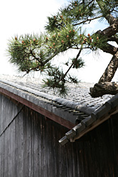 【画像】近江八幡町並み散策写真ギャラリー12〜八幡伝統的建造物群保存地区（永原町）の見越しの松