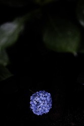 【画像】明月院（+紫陽花）写真ギャラリー14〜紫陽花3