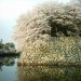 彦根城の桜（2011.06.23）