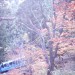 【サムネール画像】紅葉散策2〜御岳山