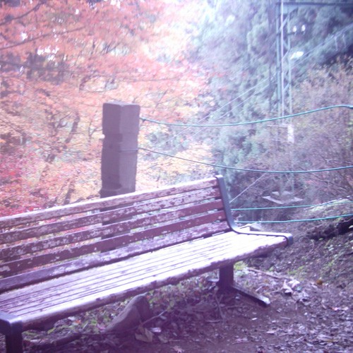 【画像】ケーブルカーと紅葉が楽しめる場所にある休憩場所（ベンチ）