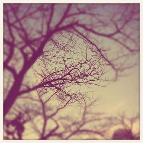 iPhone+KitCamで撮影した冬の枯れ木