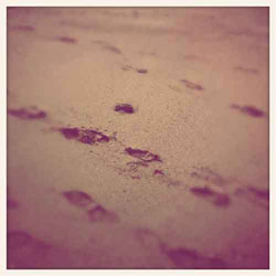 iPhone+KitCamで撮影した砂浜の足跡