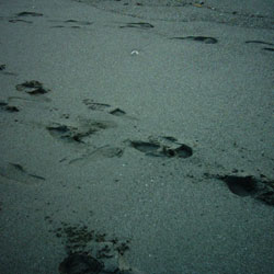 ミニデジ（MiniDigi）で撮影した砂浜の足跡