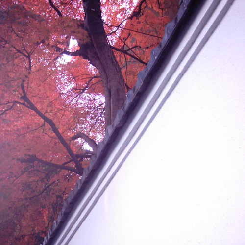 【画像】塀越しの紅葉