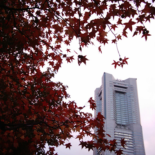 【画像】ランドマークタワーと紅葉