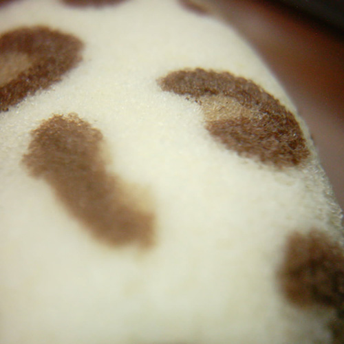 【画像】ミニデジ（MiniDigi）で撮影した、東京ばな奈ツリー チョコバナナ味