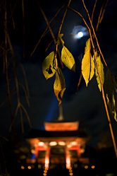【写真】清水寺紅葉＆ライトアップの写真3