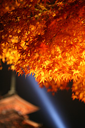 【写真】清水寺紅葉＆ライトアップの写真11