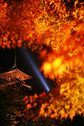 【写真】清水寺紅葉＆ライトアップの写真9
