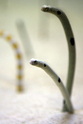 【写真】沖縄美ら海水族館でウミヘビみたいなのを撮影。