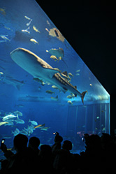 【写真】沖縄美ら海水族館の「黒潮の海」水槽で泳ぐジンベエザメらを撮影。