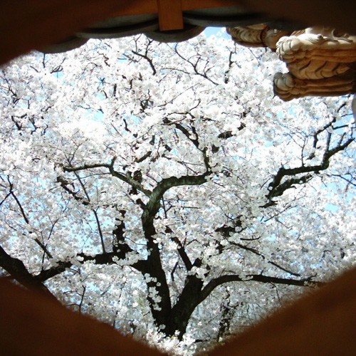 【画像】お寺の門の隙間からミニデジ（MiniDigi）で撮影した桜