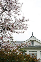 【画像】近江八幡町並み散策写真ギャラリー14〜八幡小学校と桜