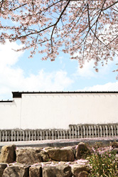 【画像】近江八幡町並み散策写真ギャラリー13〜桜と塀