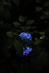 【画像】明月院（+紫陽花）写真ギャラリー18〜紫陽花7