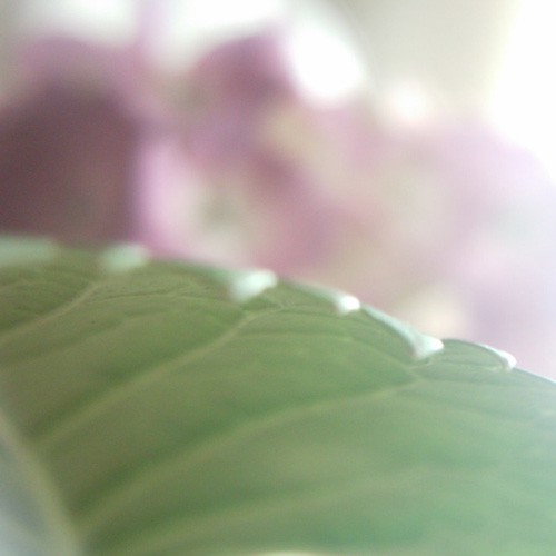 【画像】ミニデジ（MiniDigi）+Vivitar クローズアップレンズで撮影した紫陽花の葉っぱ3