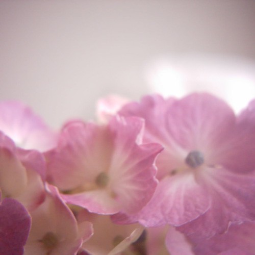 【画像】ミニデジ（MiniDigi）+Vivitar クローズアップレンズで撮影した紫陽花の花