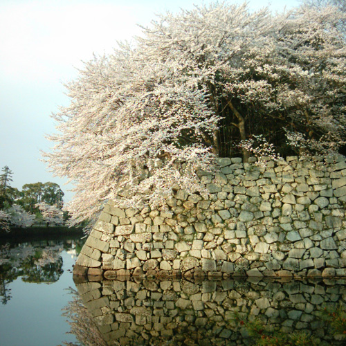 【画像】ミニデジ（MiniDigi）で撮影した彦根城の桜1