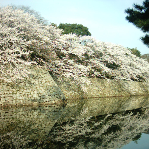 【画像】ミニデジ（MiniDigi）で撮影した彦根城の桜2