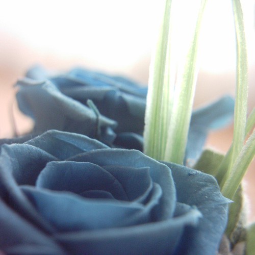 【画像】ミニデジ（MiniDigi）で撮影した青いバラの造花