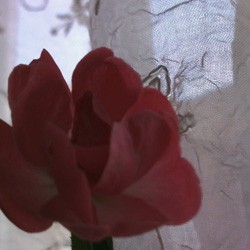 【画像】ミニデジ（MiniDigi）AF5.0で撮影したバラ