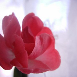 【画像】初代ミニデジ（MiniDigi）で撮影したバラ