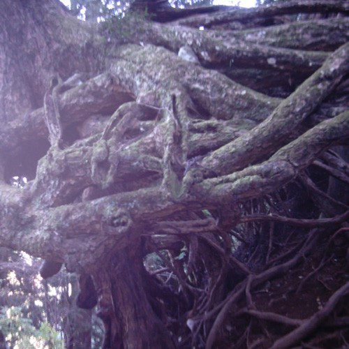 【画像】登山中の道脇に立つ木の根っこ