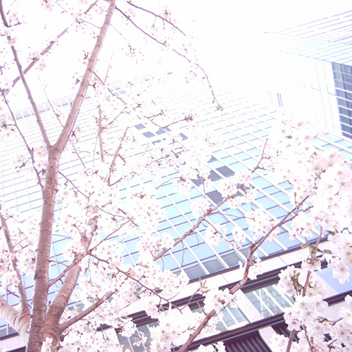 【画像】ミニデジ（MiniDigi）で撮影した桜とコレド室町